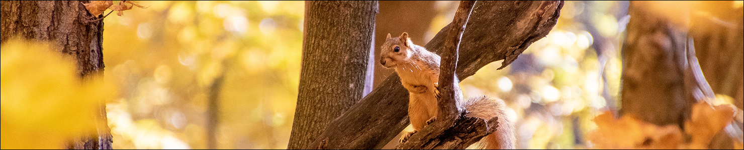 ドイツの秋の楽しみ方