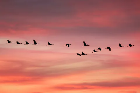 渡り鳥