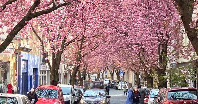 Kirschbluete Bonn