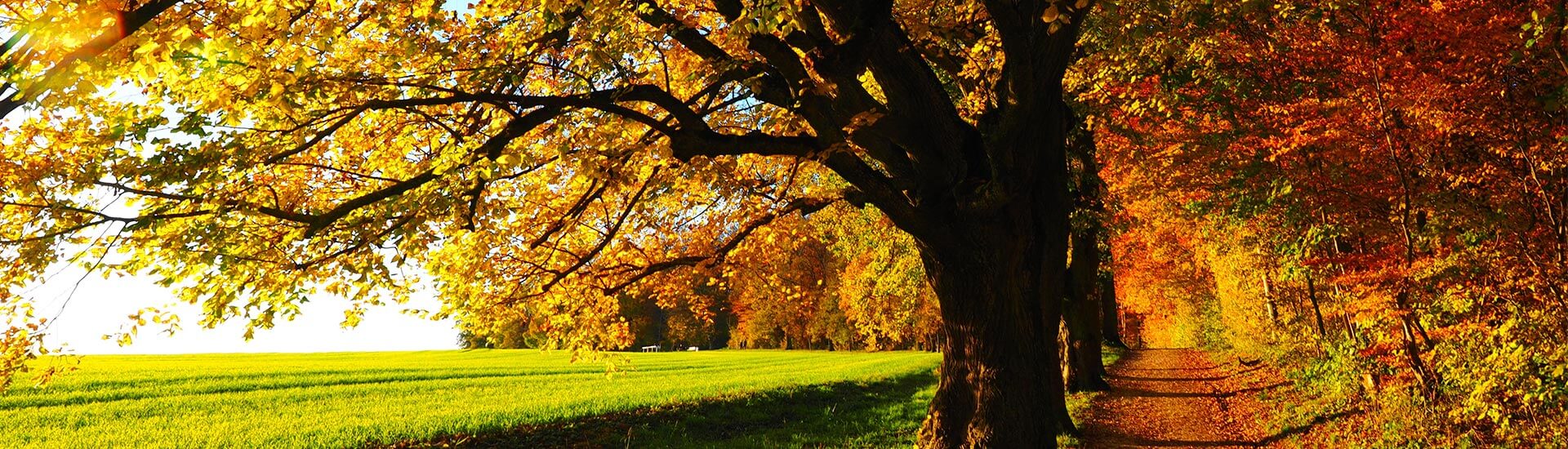 Herbst Wald